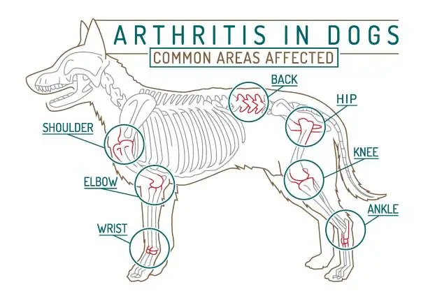 Vector illustration of Arthritis, osteoarthritis in dogs. Common disease. Veterinarian infographic