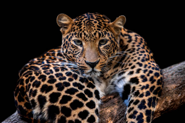istock Adult leopard portrait. Animal on dark background 1831450577