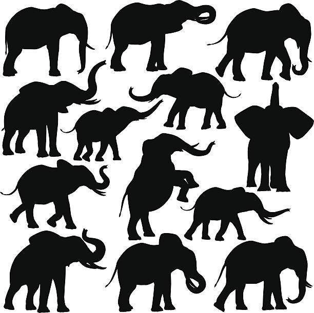 African elephants Set of editable vector silhouettes of African elephants in various poses african elephant stock illustrations