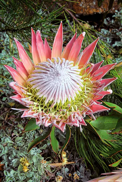 The spectacular pink King Protea with bracts and flowers fully open.  Ants are enjoying the nectar.  Grows 0.3m to 2m with huge flowerheads with pink/red flowers.