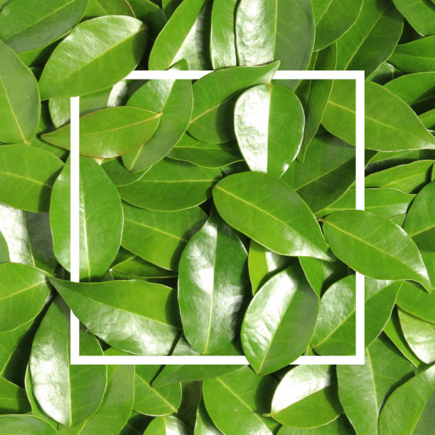 istock leaves frame template with white color line square shape, creative idea, beautiful concept background photo 1831464299