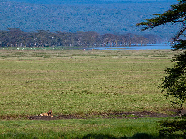 istock Adult lion lying in the grass 183146557