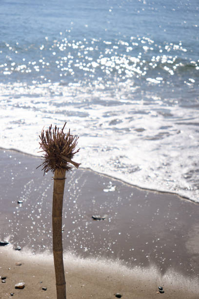 istock [Summer time] Palm roots standing on the sandy beach and waves crashing 1831474834