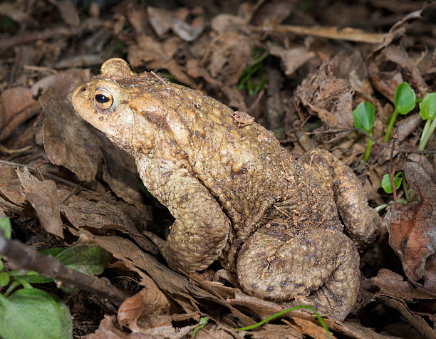 Common Toad stock photo
