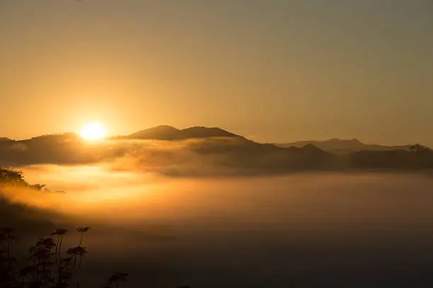 Sunrise with low fog and native vegetation