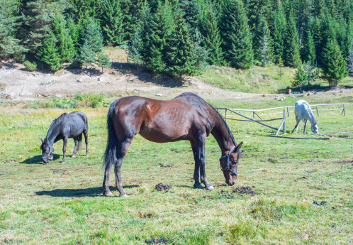 farm horses on a green field