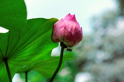 buds and lotuses bloom