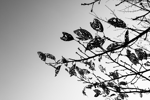 Image of a tree with leaves eaten by insects