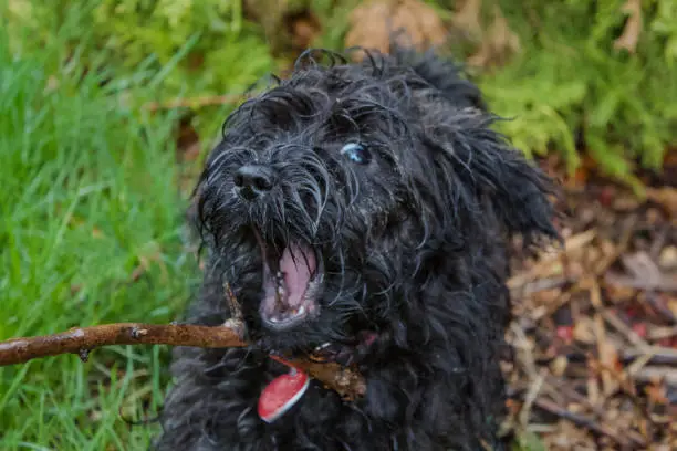 A little expressive black schnozzle dog with long, shaggy, wet hair playfully bites at a stick - caught in the action of her mouth wide open, missing the stick.  Her eyes are wide and looking at the camera.  She is wearing a collar, and a red tag in the shape of a heart.