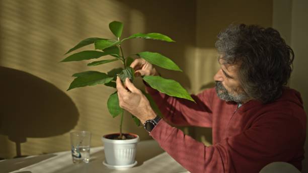 istock Home gardening. Man checking avocado houseplants. 1831520426