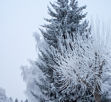 Hoar frost is a feathery frost.  Ice crystals look like white hair or a beard.  It forms on cool, clear nights when moisture accumulates near the ground.  It is fluffier than regular frost.