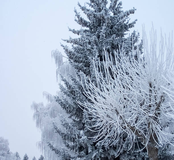 Hoar frost on three trees on an overcast winter day in Southern Alberta stock photo