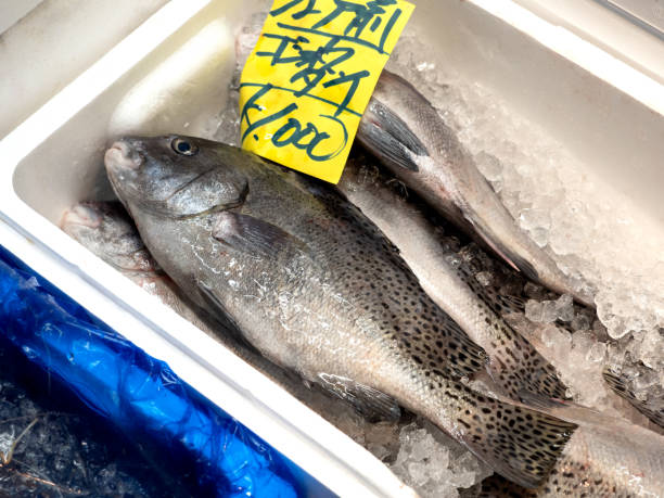 istock Plectorhinchus cinctus lined up at the market 1831520793