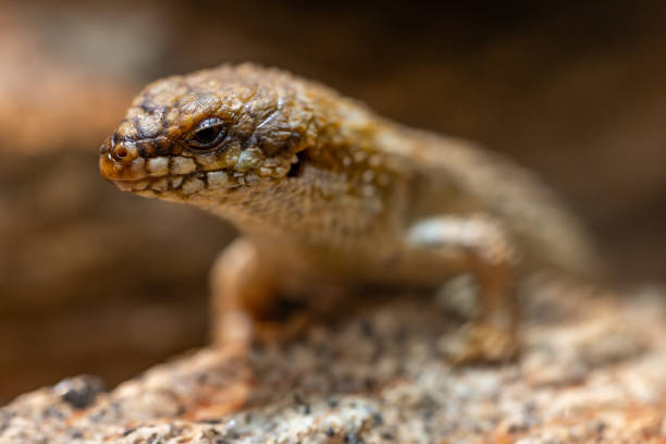 istock Southern Pygmy Spiny-tailed Skink 1831521061