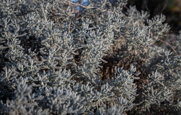 Gray Santolina or Cotton lavender (Santolina chamaecyparissus) Evergreen sub-shrub.