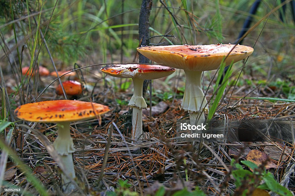 Pilze - Lizenzfrei Baumbestand Stock-Foto