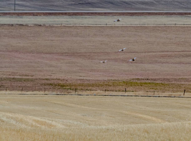 Four Sharp-Tailed grouse fly down hill over harvested hay and grain fields in Southern Alberta