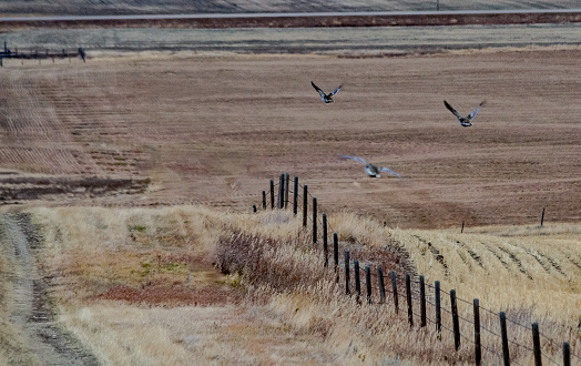 Three Sharp-Tailed Grouse, a prairie bird, are flying away from the camera, down a gentle slope.  They are over a field with a barbed-wire fence, headed toward one without a fence.  There is a dirt access road to the left of the birds, and a wooden corral on the left in the distance.  The fields have been harvested of their hay crop.
