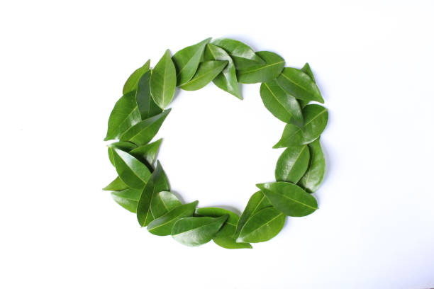 istock green leaves circle shape ornament with isolated background 1831521879