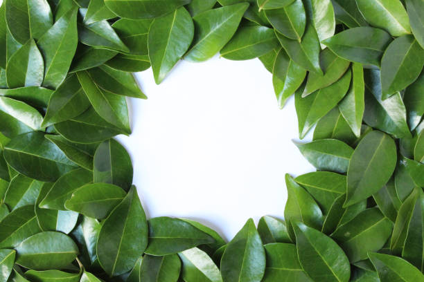 istock green leaves background frame template with isolated circle hole in middle photo 1831521931