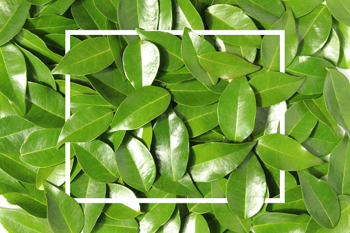 green leaves background template nature wallpaper with line frame white color, light effect photo