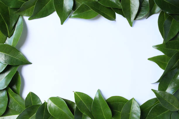 istock beautiful green leaves square frame template background photo 1831522085