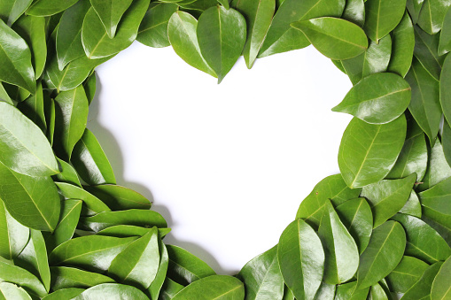 green fresh leaves template background with love shape hole white color