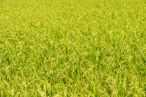 Summer Paddy Fields with Ripening Rice Ears