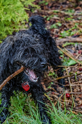 A little expressive black schnozzle dog with long, shaggy, wet hair playfully bites a stick, her mouth wide open  She is wearing a collar, and a red tag in the shape of a heart and her head is turned to the side