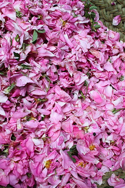 istock Rose petals for sale 183153071