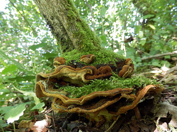 Chicken of the Woods mushroom