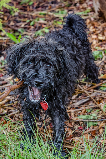 A little expressive black schnozzle dog with long, shaggy, wet hair playfully bites a stick, her mouth wide open  She is wearing a collar, and a red tag in the shape of a heart.