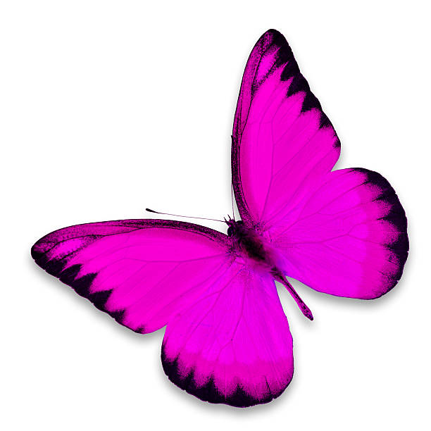 istock Close-up of pink butterfly with wings open 183154308