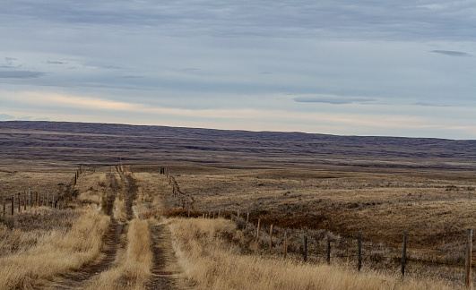 Looking down a single lane road of yellow fall stubble in Southern Alberta prairie land.