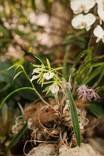 Orchids in Chattanooga, Tennessee During Thanksgiving Week in the Fall of 2023