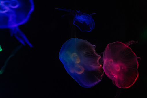 Colorful Jelly Fish in Chattanooga, Tennessee During Thanksgiving Week in the Fall of 2023