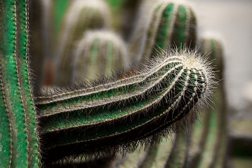 Cactus in close up photo view
