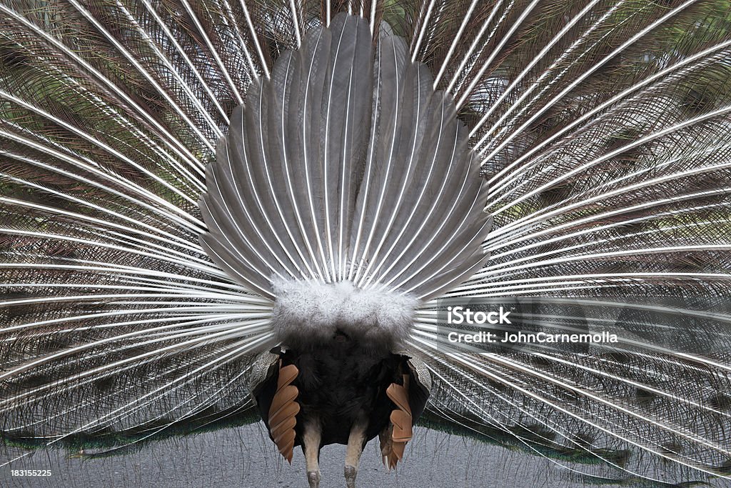 peacock - Lizenzfrei Feder Stock-Foto