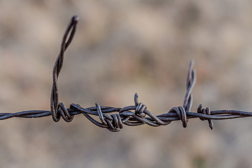 Pieces of Barbed wire are twisted and looped together in the middle of a fence.  The barbs are clearly visible, sicking up.  Two of them look like small hands gripping the wire with their pinky fingers raised.  This fence keeps livestock in a pasture in Alberta, Canada.