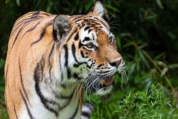 Close-up of an Amur tiger (Siberian tiger)