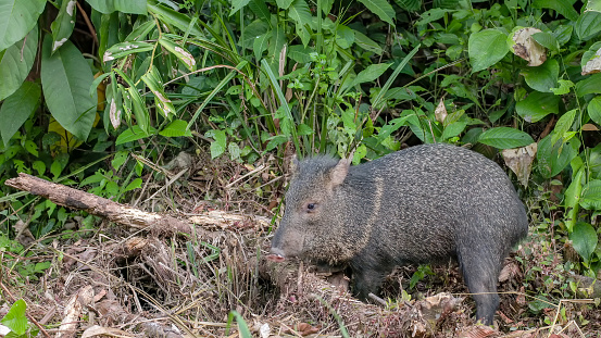 a close shot of a collared peccary feeding in the rainforest at dusk in corcovado national park of costa rica
