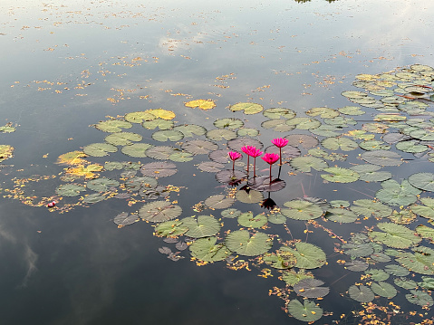Pink lotus flowers and leaves in the lake