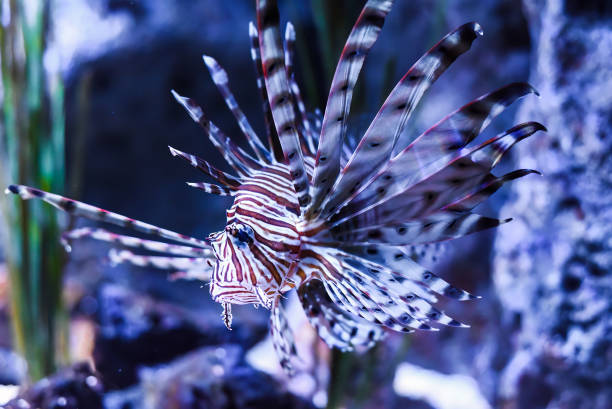 istock broadbarred lionfish or spotfin lionfish in aquarium 1831566585