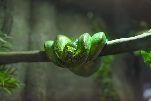 Green Python Family The Green Tree Python Also Known As The Emerald Green Python In ...