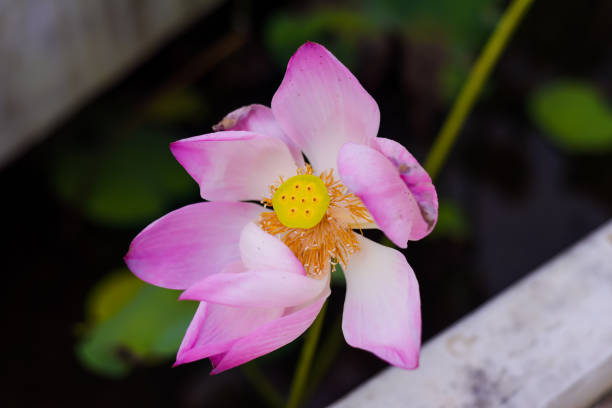 istock Lotus against water growing in Thailand 1831566599