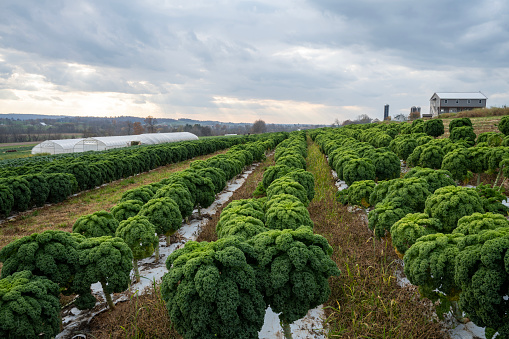Gap, USA - November 11, 2023. Amish vegetable farm in Lancaster, Pennsylvania, USA