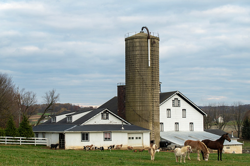 Gap, USA - November 11, 2023. Animals at an Amish farm in Lancaster, Pennsylvania, USA
