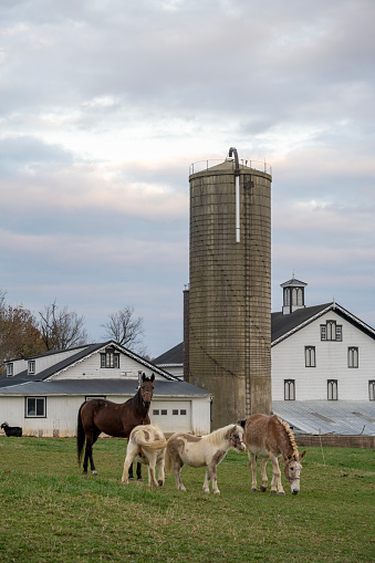 Gap, USA - November 11, 2023. Horses at an Amish farm in Lancaster, Pennsylvania, USA