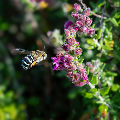 Australian native blue-banded bee collecting pollen from Thyme flowers