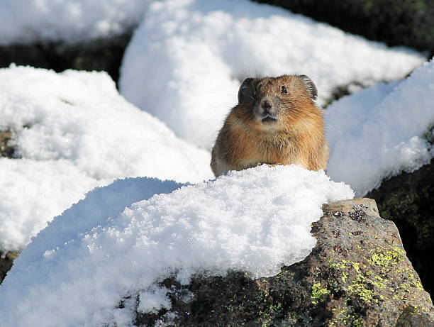 pika su una roccia e neve - pike foto e immagini stock